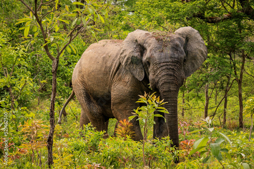 Beautiful Wild African Elephants in the Mole National Park, the largest wildlife refuge in Ghana, West Africa © Dave