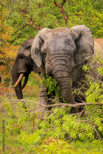 Beautiful Wild African Elephants in the Mole National Park, the largest wildlife refuge in Ghana, West Africa