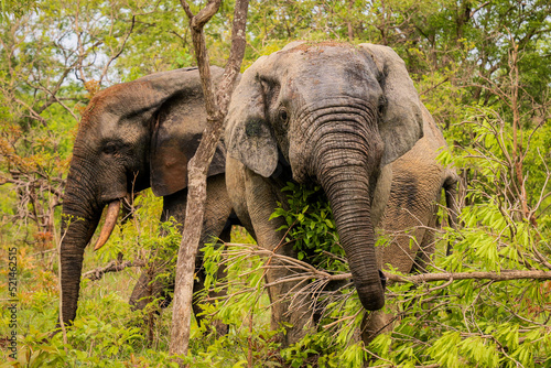 Beautiful Wild African Elephants in the Mole National Park, the largest wildlife refuge in Ghana, West Africa