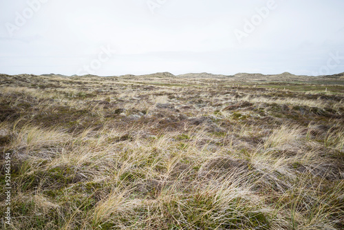 Grasses in the hilly terrain of Thy National Park photo