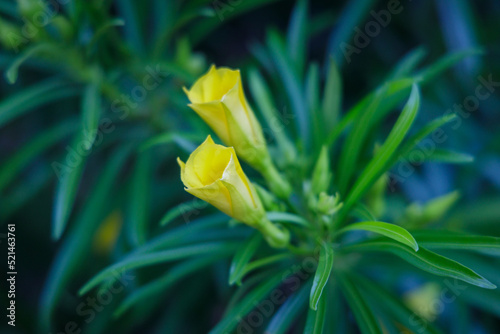 Yellow oleander, Cascabela thevetia (Thevetia peruviana), flower on a blurred background. photo