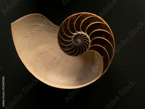 Clamshell, the golden ratio