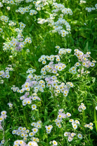 flowers in the forest