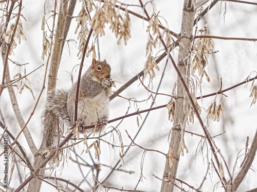  American red squirrel eating the fruits of a bare maple tree in a Canadian winter forest - Tamiasciurus hudsonicus 