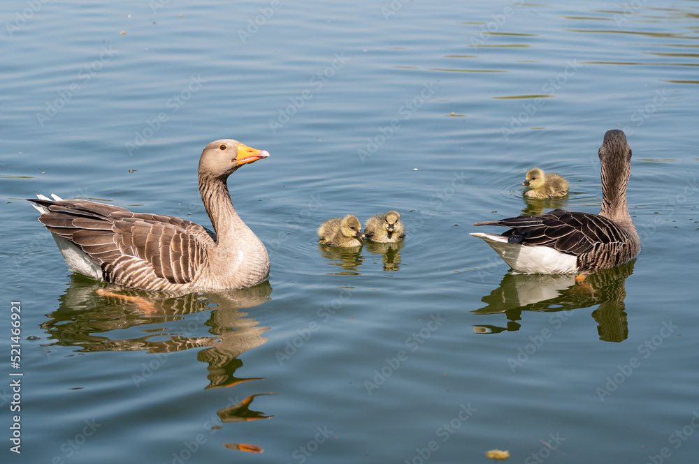 Greylag geese, anser anser, with young goslings Greylag geese, anser anser, with young goslings