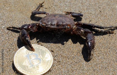 crab on the beach holding a Bitcoin coin firmly with its Claw