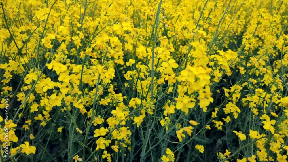 Field of flowering yellow rapeseed. Yellow rapeseed flowers grow in field and sway in wind close-up. Natural agro industrial agricultural background. Flowering agricultural crop Field of flowering yellow rapeseed. Yellow rapeseed flowers grow in field and sway in wind close-up. Natural agro industrial agricultural background. Flowering agricultural crop