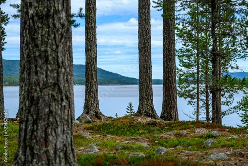 Beautiful shot of the tree barks with the view of the Lofsdalen lake in Sweden photo