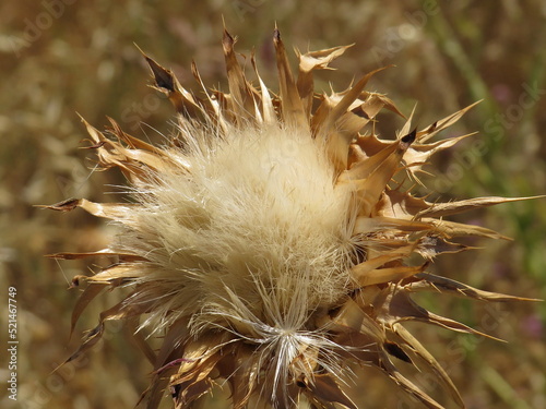 thistle flower