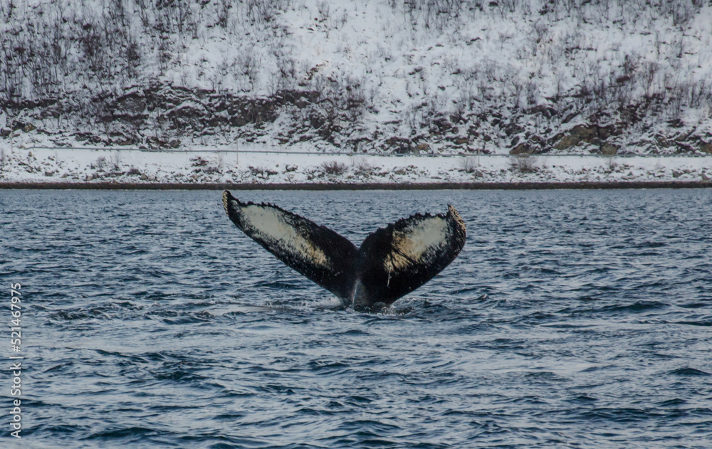 Fototapeta premium humpback whale