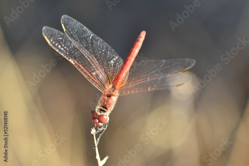 red dragonfly on a branch