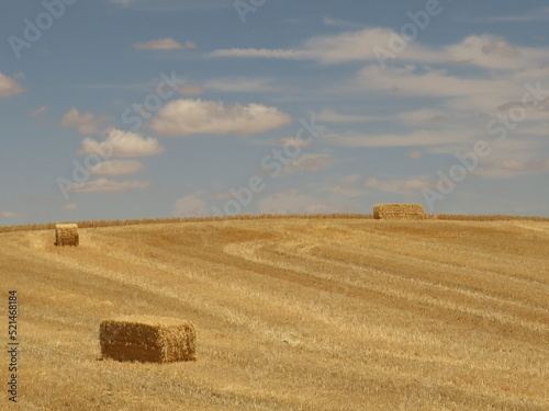 bales in the field