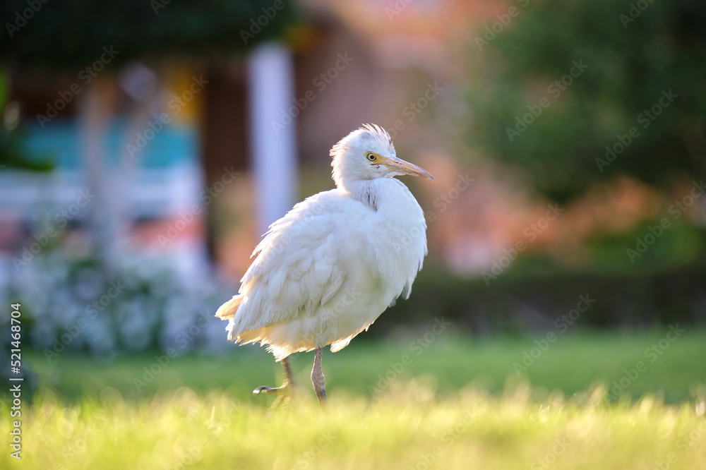 Obraz premium White cattle egret wild bird, also known as Bubulcus ibis walking on green lawn in summer