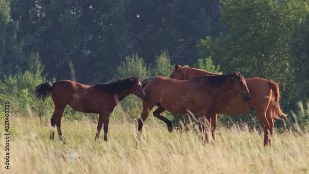 Horses grazing in field in summer Horses grazing in field in summer