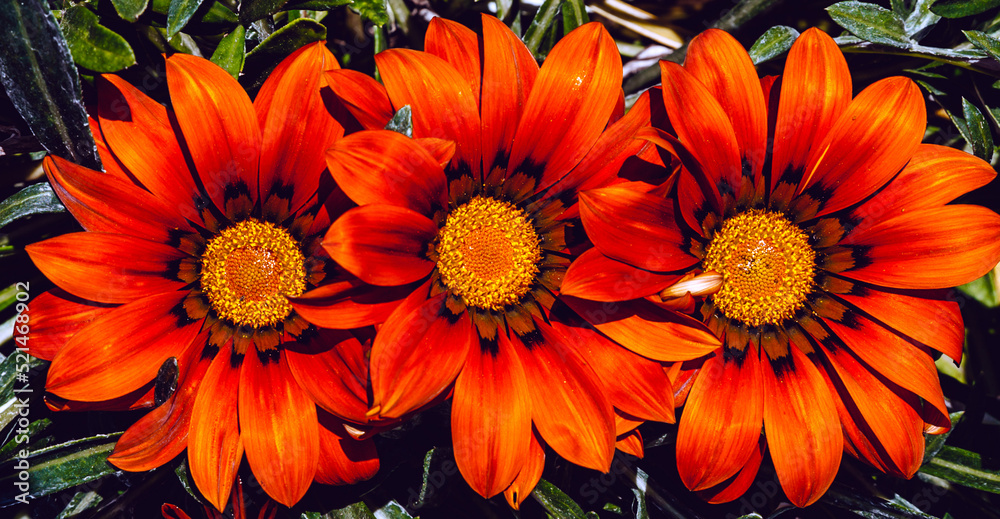 Three red flowers with a yellow center are directed towards sunlight. Three red flowers with a yellow center are directed towards sunlight.