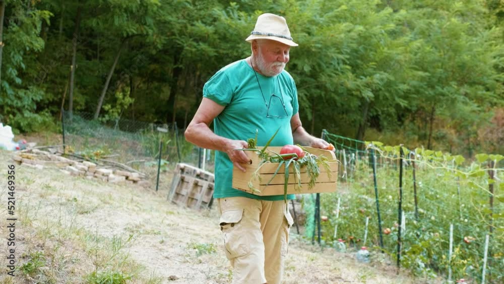 Smiling old man carries a crate with organic vegetables picked from the garden and puts it at the family table outside