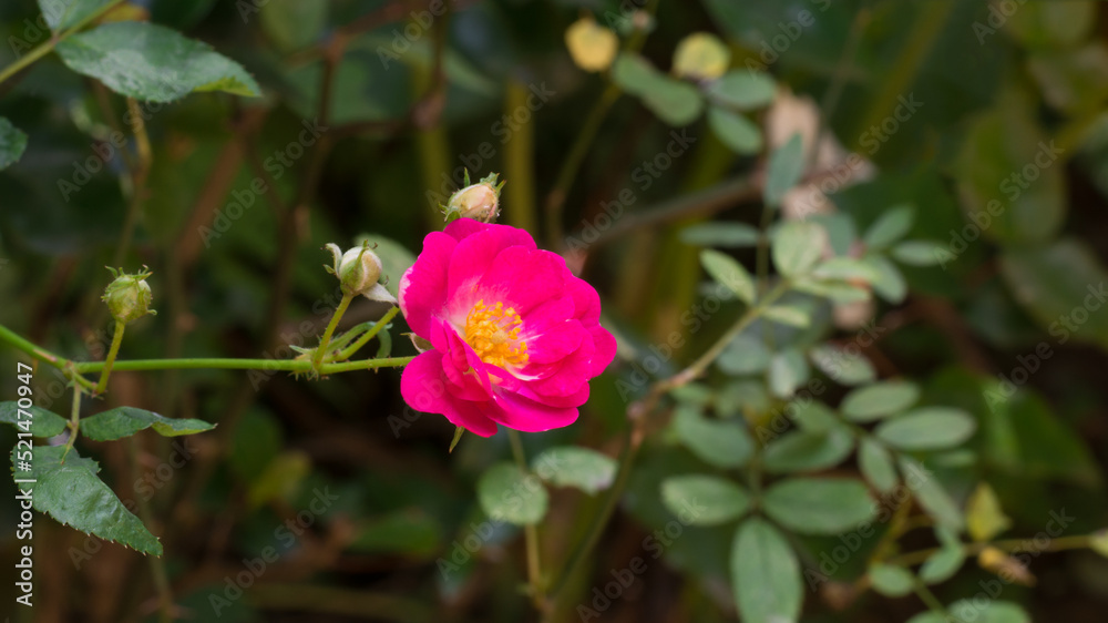 close-up of dark pink rose in the garden, soft-focus background