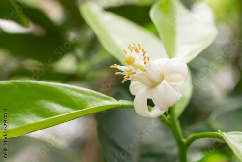 close-up of neroli blossom of bitter orange tree, citrus plant bloom used in essential oil production, soft-focus background with copy space photo