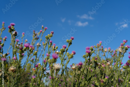 Thistle flowers against the blue sky