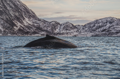 humpback whale