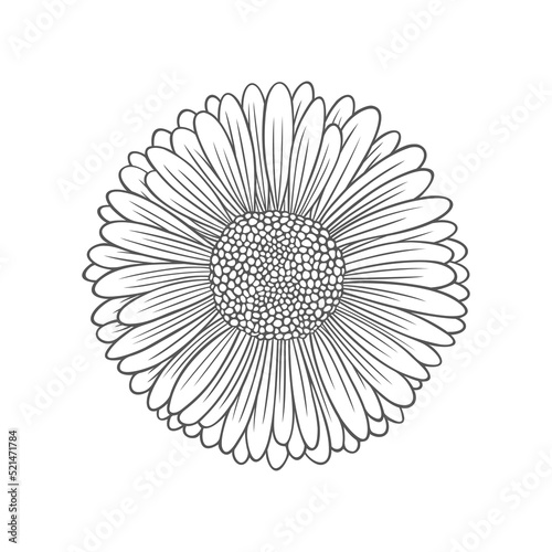 Textured outline daisy flower. Nature vector illustration