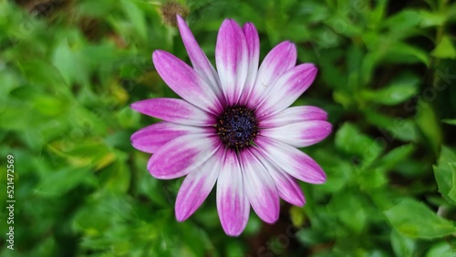 pink cosmos flower