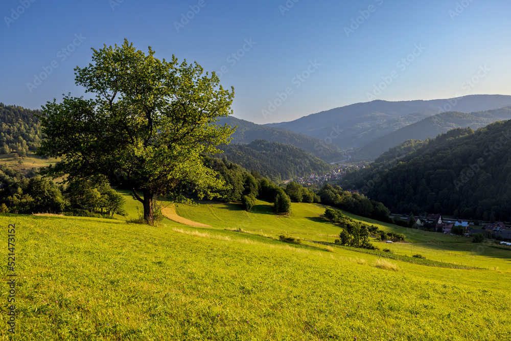 Landscape view, single tree on the hill with mountains and small city in the background