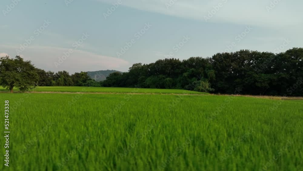Low slide over lush green rice field and country landscape in late afternoon Low slide over lush green rice field and country landscape in late afternoon