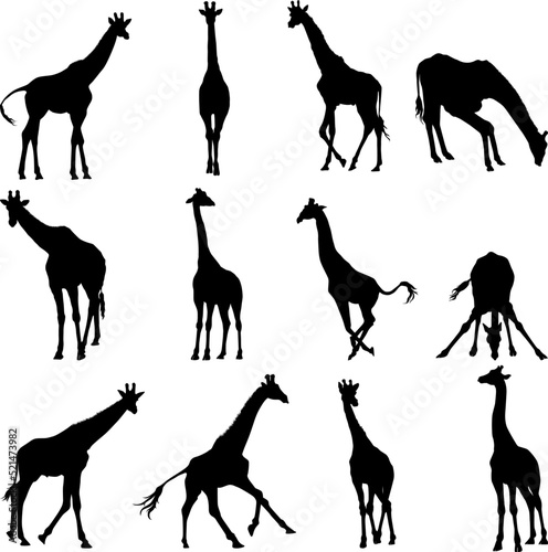 Set of giraffe silhouette in different poses cartoon animal design flat vector illustration isolated on white background
