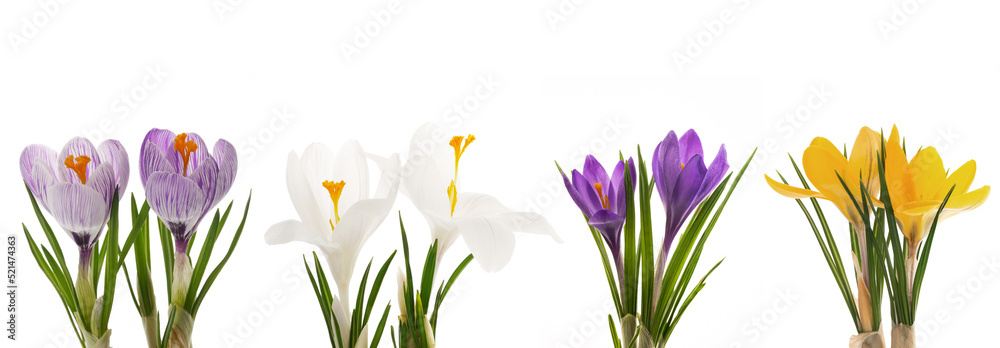 Fotobehang Krokus bunte Krokusse auf weißem Hintergrund #521474363