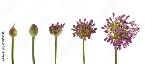 Wachstumsphasen eines Kugellauches