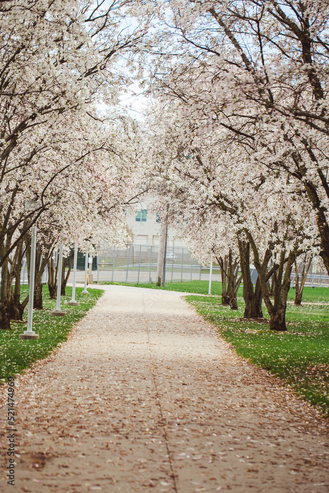 alley with flowering trees in the park