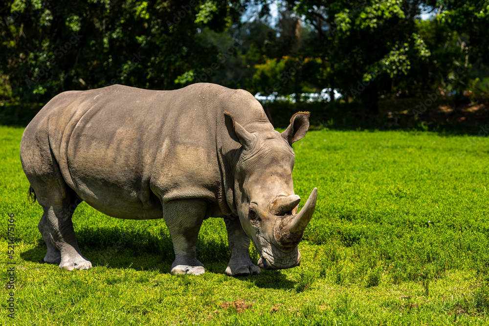 Fototapeta premium The big rhinoceros eats. Freedom for rhinos. White rhino. Soft focus