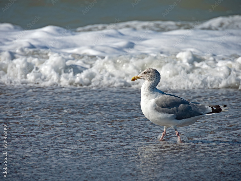 Nahaufnahme einer Silbermöwe, Larus argentatus, im Spülsaum der dänischen Nordseeküste Nahaufnahme einer Silbermöwe, Larus argentatus, im Spülsaum der dänischen Nordseeküste