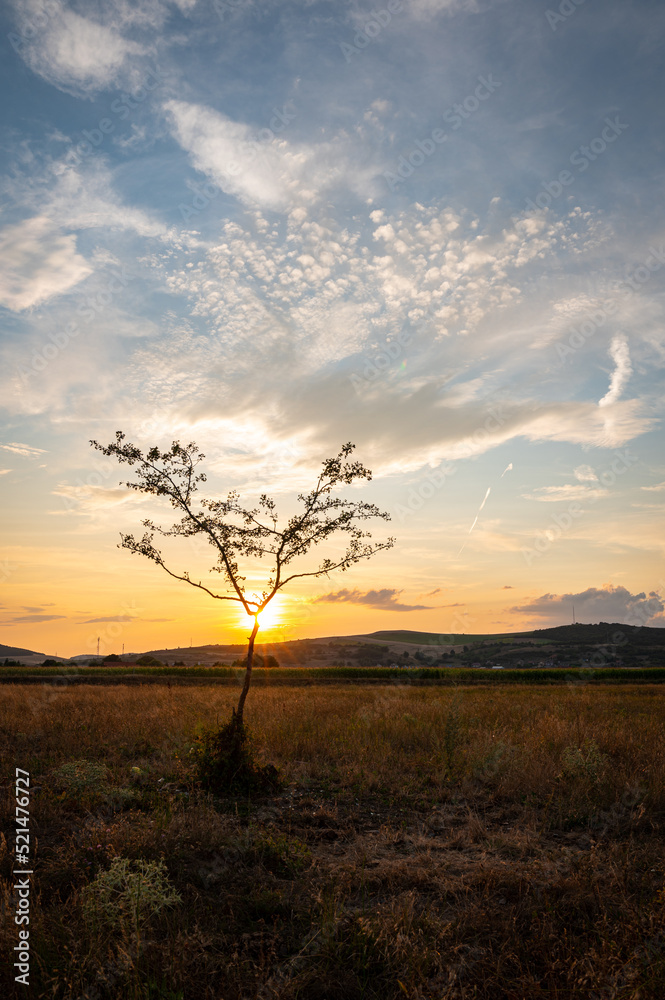 The sun sets behind a lonely tree in the landscape of Transylvania, Romania