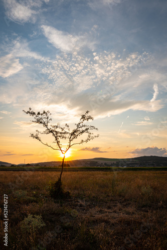 The sun sets behind a lonely tree in the landscape of Transylvania, Romania