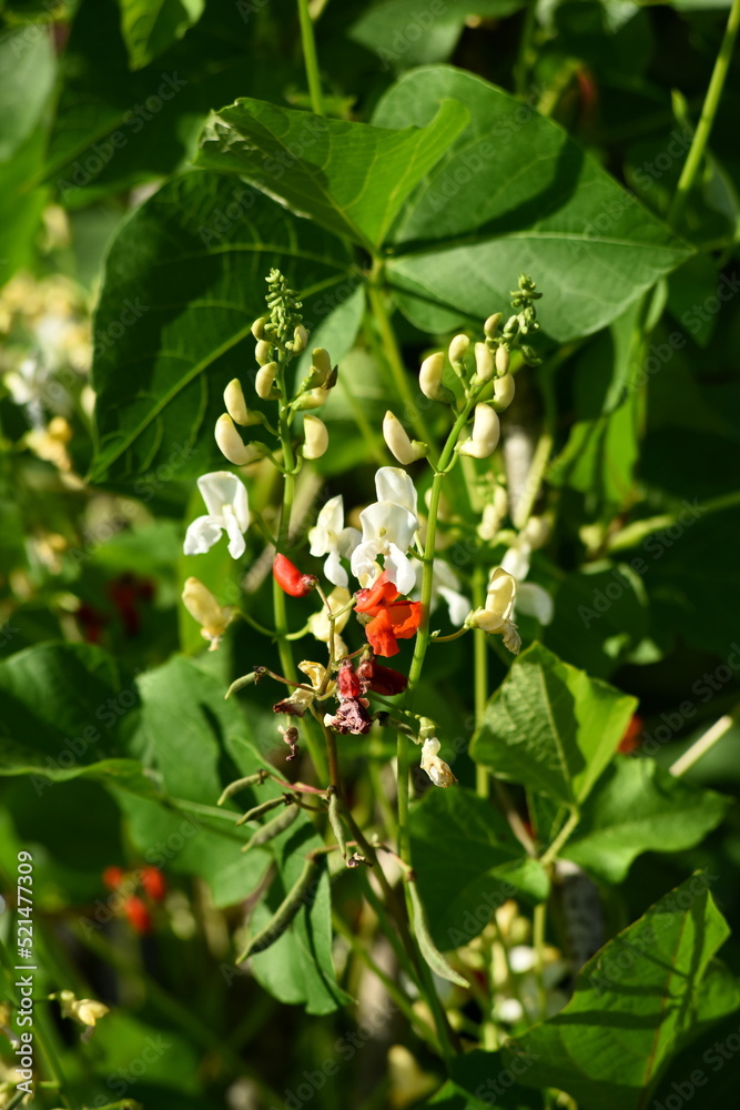 Garden beans bloom during summer