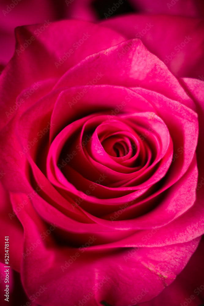 pink rose close up pink rose close up