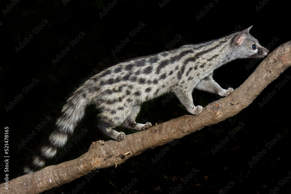 a european carnivore. Stock Photo Adobe Stock