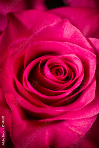 pink rose close up