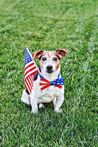 Dog sits in American flag bow tie with USA flag on green grass. Celebration of Independence day