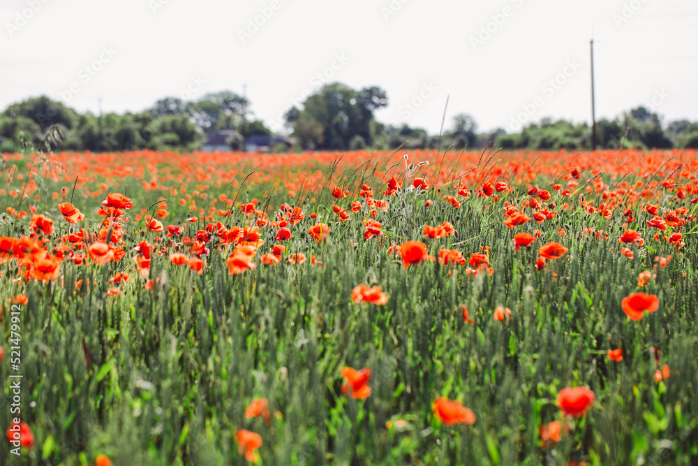 Ukrainian wheat field with poppies