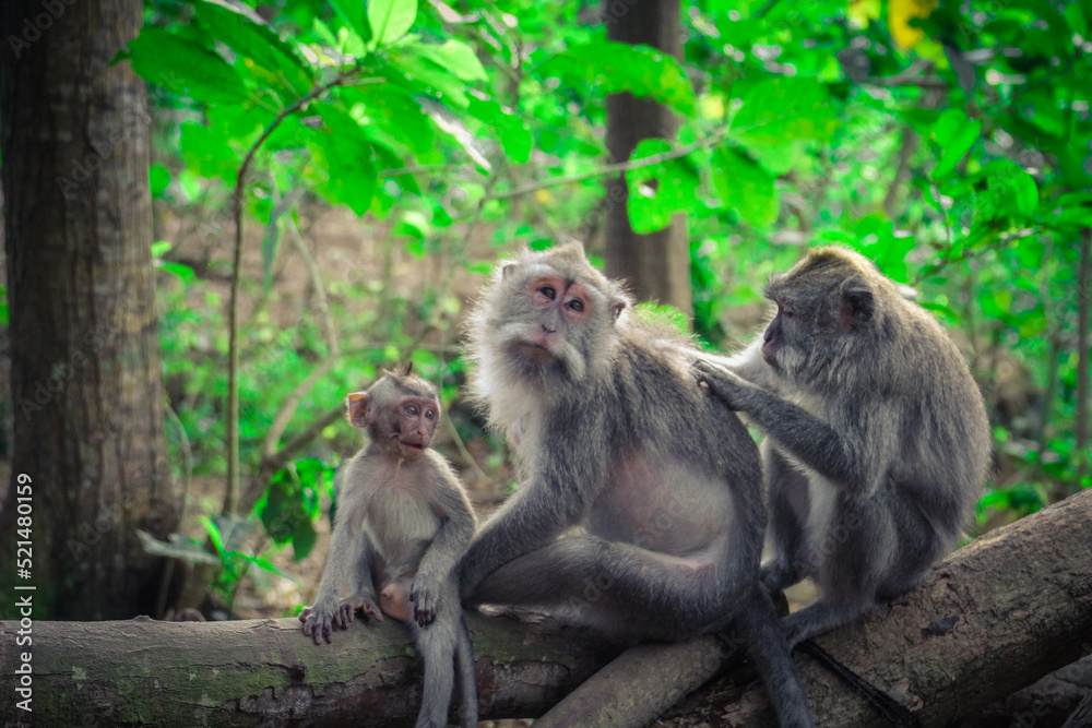 Monkey love in Ubud, Bali. 2019.