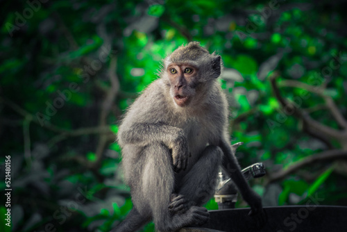 Long-tailed macaque. Ubud, Bali 2019.