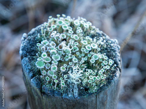 Frosty morning 