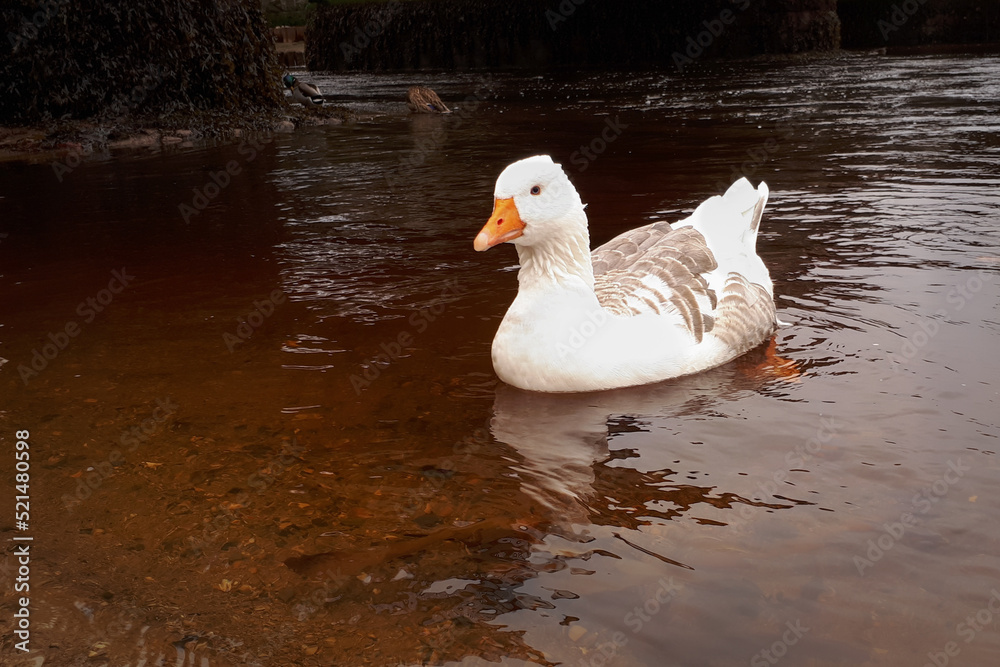 White Goose Swimming in a River - Close Up, Bray, County Wicklow