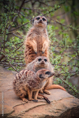 Meerkat Family in a zoo in Gelsenkirchen, Germany 2013.