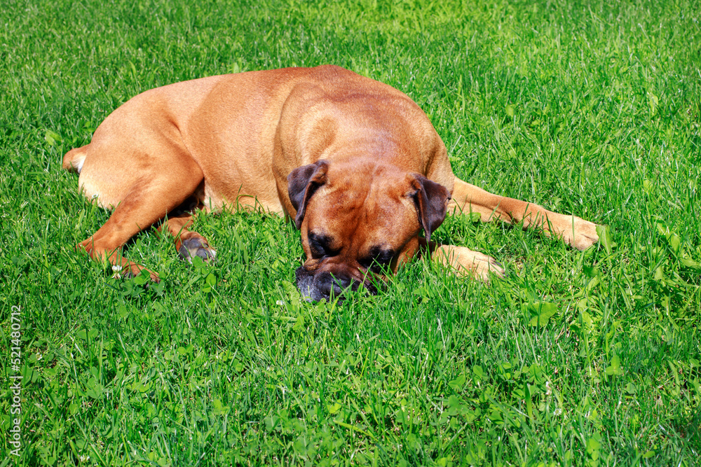 adult german boxer on lawn. veterinarian adult german boxer on lawn. veterinarian