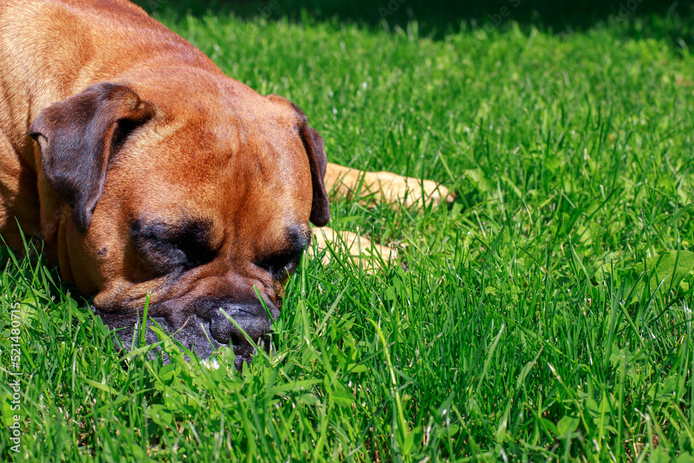 close-up of a german boxer on the lawn. dog.animal protection, veterinarian close-up of a german boxer on the lawn. dog.animal protection, veterinarian
