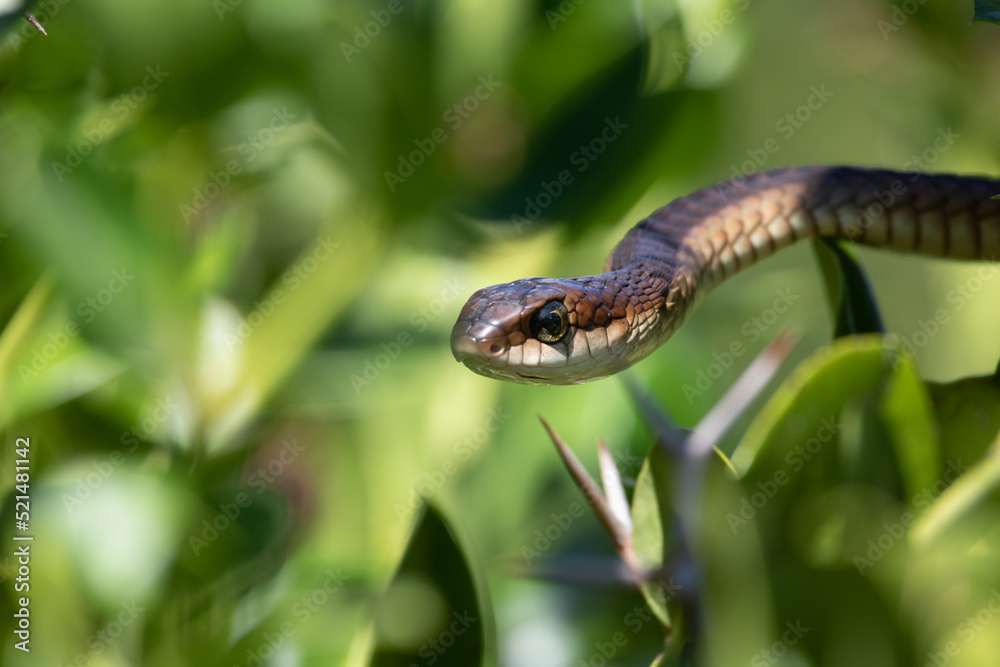 A Boomslang, Dispholidus typus, moves out of a shrub A Boomslang, Dispholidus typus, moves out of a shrub